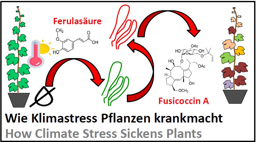 wie Klimastress Pflanzen krank macht