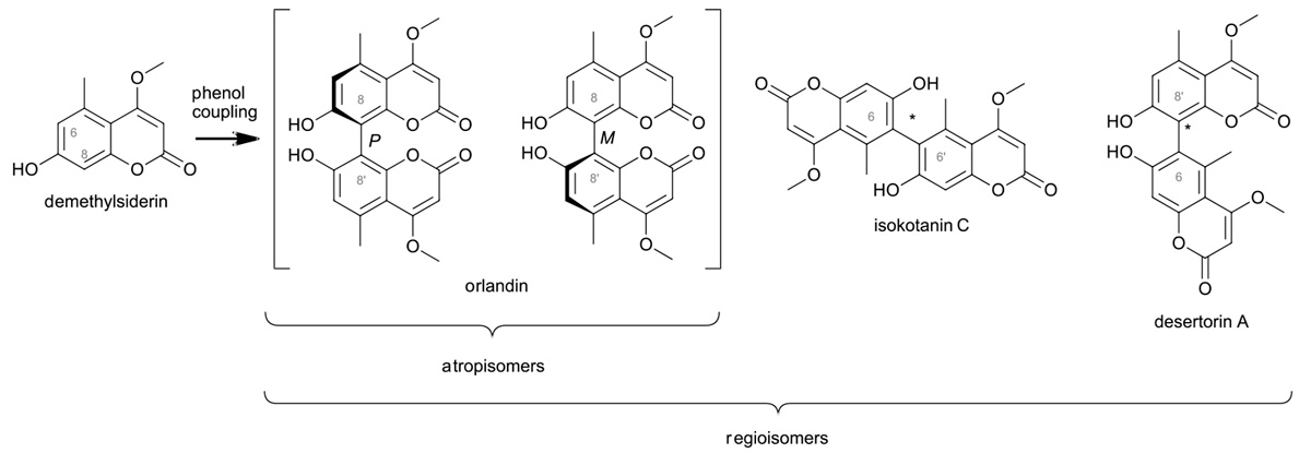 Enzym-katalysierte oxidative Phenolkupplung
